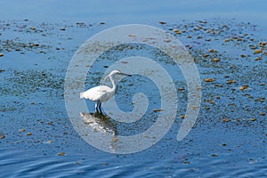 Hunting Heron In The Lagoon Of Orbetello