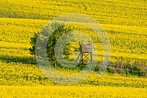 Hunting hideaway with yellow canola field