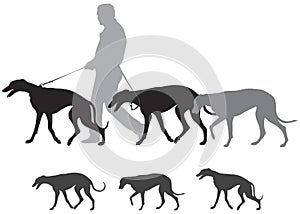 Hunting hound dogs walk, Greyhound Walks