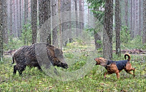 Hunting with hound on wildboar