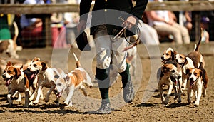 Hunting hounds