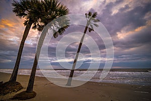 Hunting Island Palmetto Tree