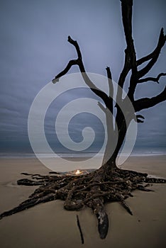 Hunting Island Skeleton Tree 4