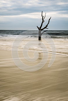 Hunting Island Skeleton Tree