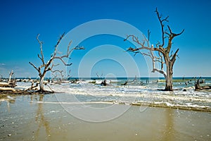 Hunting Island State Park with driftwood along the shore