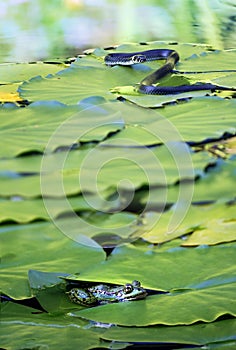 Hunting juvenile grass snake (Natrix natrix) and a common water frog hiding among the leaves of a water lily in a pond