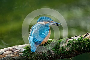 Hunting juvenile kingfisher. Common kingfisher, Alcedo atthis, perched on branch near nesting burrow, caddisfly larvea in bill.