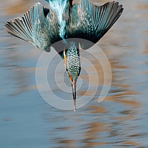 Hunting kingfisher bird with fish