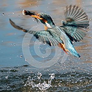 Hunting kingfisher bird with fish