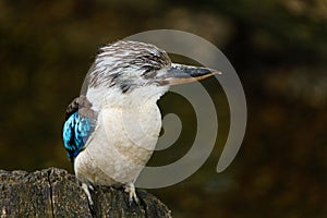 Hunting kingfisher. Blue-winged kookaburra, Dacelo leachii, perched on tree trunk, waiting for fish. Large bird with long beak.