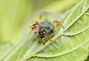 Hunting ladybird larva