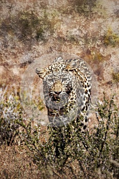 Hunting Leopard stalking through grass