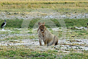 Hunting lioness