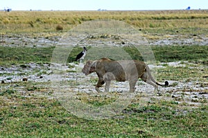 Hunting lioness