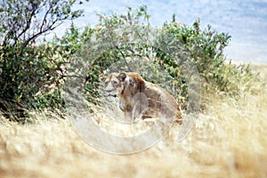Hunting lioness