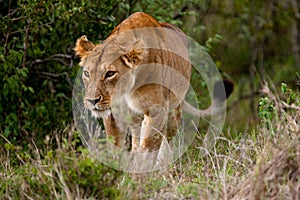 Hunting Lioness (Panthera leo)