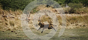 Hunting lioness running fast after Impala