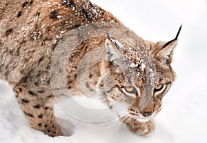 Hunting Lynx on the white background