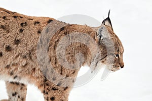 Hunting Lynx on the white background
