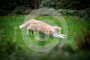 Hunting maine coon cat in garden