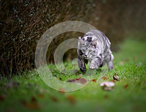 Hunting maine coon cat running on grass