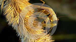 A hunting mantis sits on a spike and eats a spider in timelapse