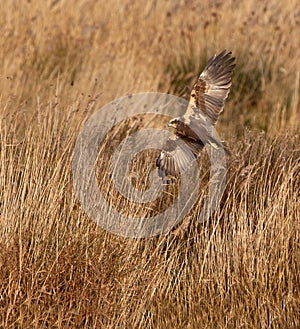 A hunting Marsh Harrier