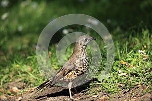 A hunting mistle thrush.