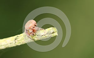 A hunting Orb Weaver Spider Araneidae.