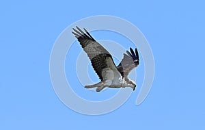Hovering Osprey