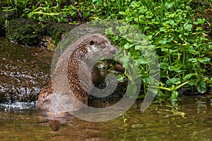Hunting otter. European river otter, Lutra lutra, sniffs about prey in river. Endangered fish predator in nature.