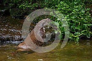 Hunting otter. European river otter, Lutra lutra, sniffs about prey in river. Endangered fish predator in nature.