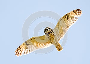 Hunting owl in flight