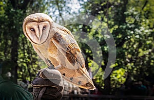 Hunting Owl perched on leather glove looking at camera with blurred green tree backgroun - close-up and copy space