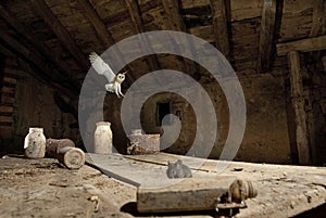 A hunting owl Tyto alba, hunting mice in an old barn, in flight, flying at night