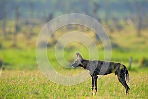 Hunting painted dog on African safari. Wildlife scene from nature. African wild dog, walking in the green grass, Okacango deta,