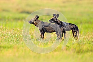 Hunting painted dog on African safari. Wildlife scene from nature. African wild dog, walking in the green grass, Okacango deta,