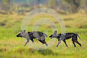 Hunting painted dog on African safari. Wildlife scene from nature. African wild dog, walking in the green grass, Okacango deta,