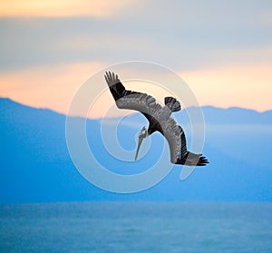 Hunting pelican