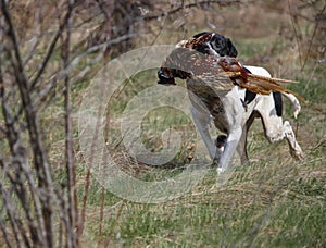 Hunting pointer dog aports cock pheasant after shot