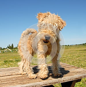 Hunting puppy terrier photo