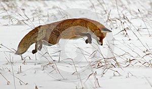 Hunting red fox