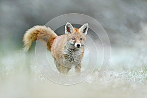 Hunting Red Fox in snow winter