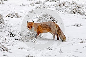 Hunting red fox in snowy winter forest