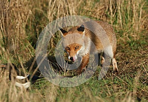A hunting Red Fox, Vulpes vulpes, watching a magpie feeding in the long grass. As it gets closer it licks its nose with its tongue