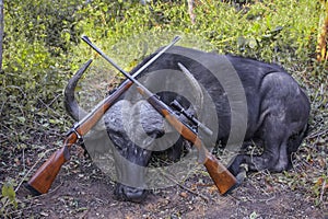Hunting rifles and young buffalo captured to lure the troublesome big cats lion and leopard photo