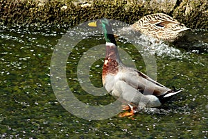 Hunting on the river