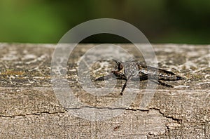 A hunting Robberfly, perching on a wooden fence at the edge of woodland.