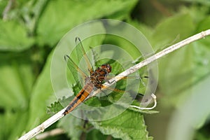 A hunting Scarce Chaser Dragonfly, Libellula fulva, perching on a plant growing at the edge of a river.