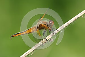 A hunting Scarce Chaser Dragonfly, Libellula fulva, perching on a plant growing at the edge of a river.